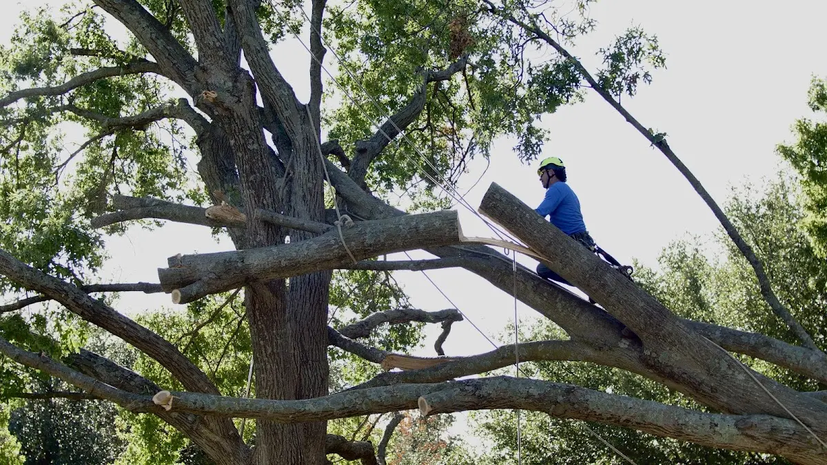 Professional Crown Thinning performed by certified arborists in Long Beach