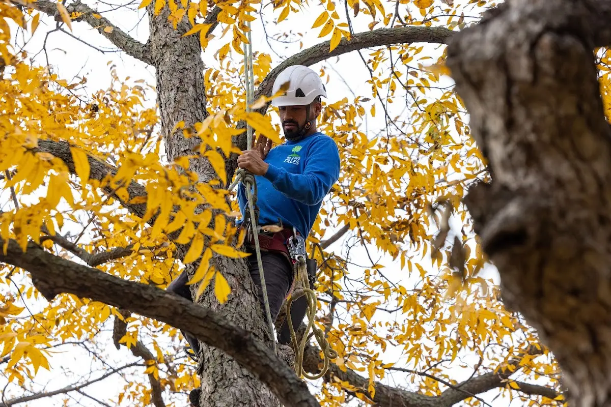 Skilled Storm Damage Cleanup crew working in Long Beach