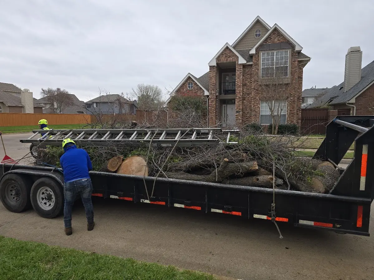 Expert Tree Fertilization with proper safety equipment in Long Beach